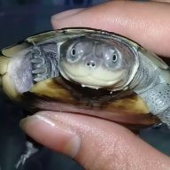 Dùa