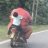 Bao Long Tinh 89